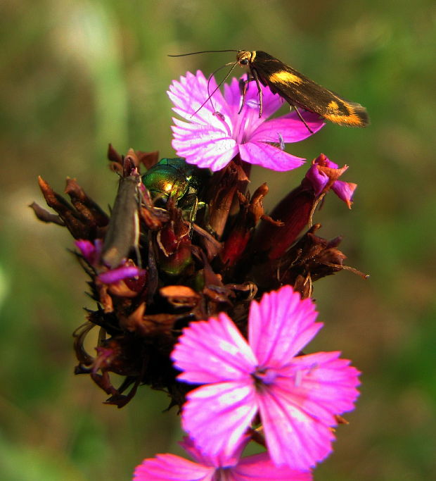 tmavomôľka škvrnitá Scythris cuspidella Denis & Schiffermüller, 1775