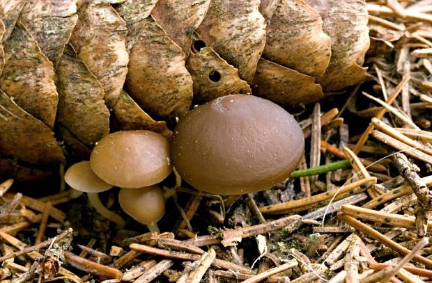 peniazočka smreková Strobilurus esculentus (Wulfen) Singer