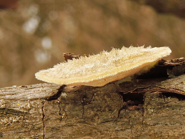 trúdnikovec chlpatý Trametes hirsuta (Wulfen) Lloyd