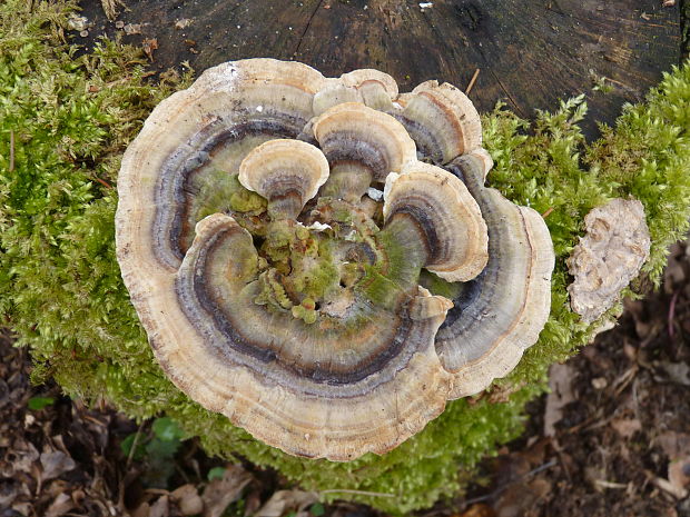 trúdnikovec pestrý Trametes versicolor (L.) Lloyd