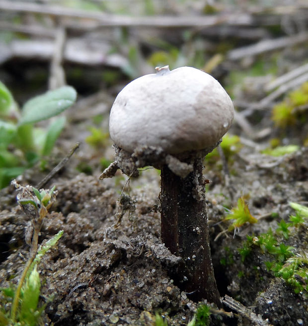 stopkovec hrdzavohnedý Tulostoma melanocyclum Bres.