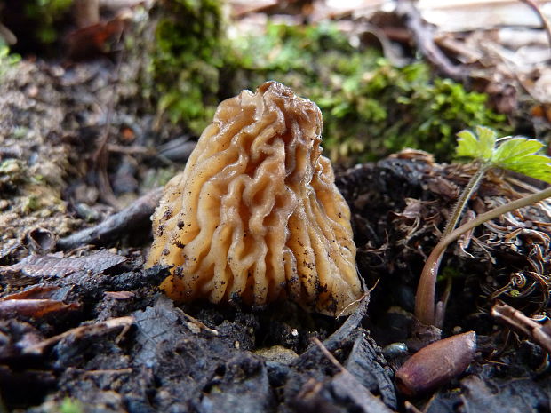 smrčkovec český Verpa bohemica (Krombh.) J. Schröt.