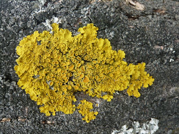 diskovník múrový Xanthoria parietina var. parietina