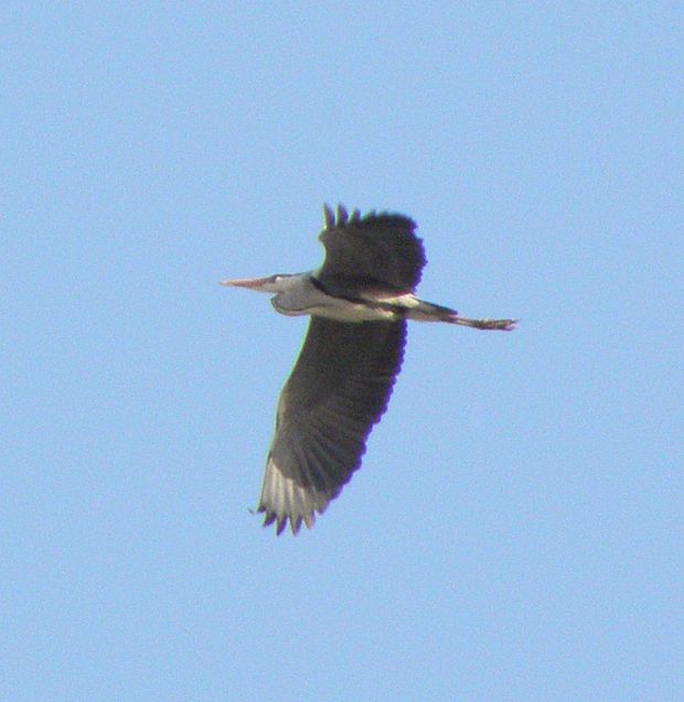 volavka popolava Ardea cinerea