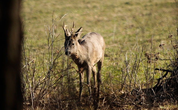 srnec lesný Capreolus capreolus