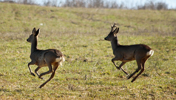 srnec lesný Capreolus capreolus