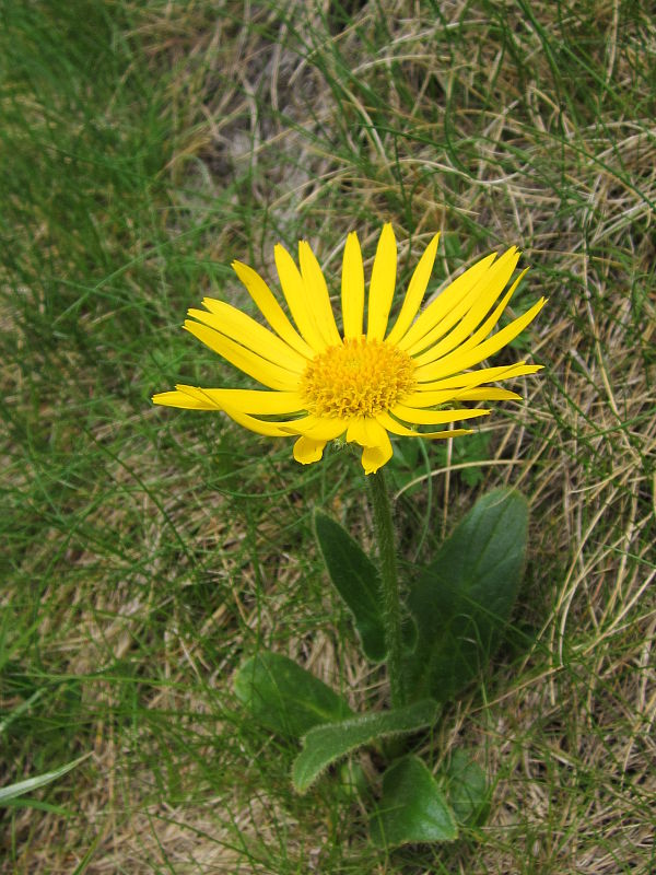 kamzičník chlpatý Doronicum stiriacum (Vill.) Dalla Torre