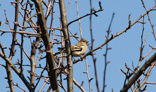 pinka lesná Fringilla coelebs