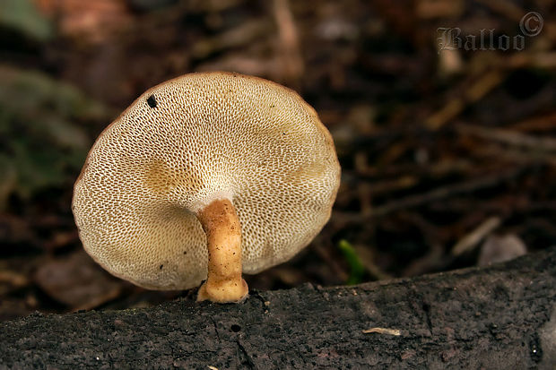 trúdnik zimný Lentinus brumalis (Pers.) Zmitr.