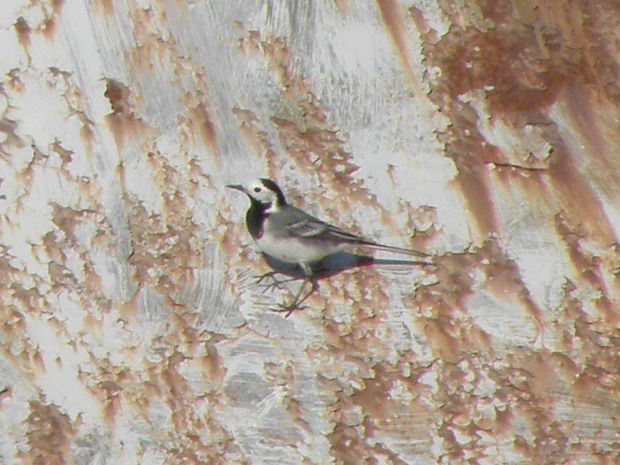 trasochvost biely Motacilla alba