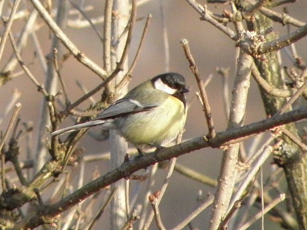 sykorka bielolica Parus major