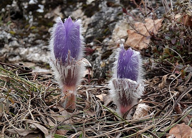 poniklec veľkokvetý Pulsatilla grandis Wender.