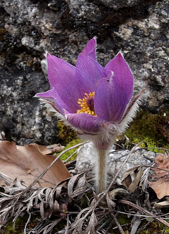 poniklec veľkokvetý Pulsatilla grandis Wender.