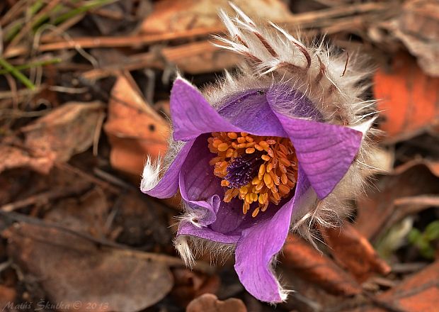 poniklec veľkokvetý Pulsatilla grandis Wender.