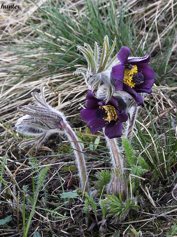 poniklec lúčny český Pulsatilla pratensis subsp. bohemica Skalický