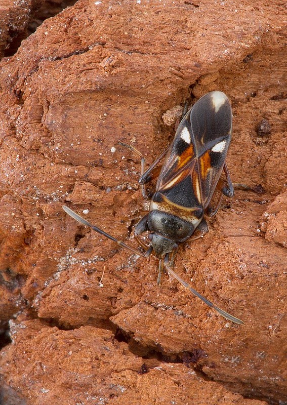 . Raglius alboacuminatus