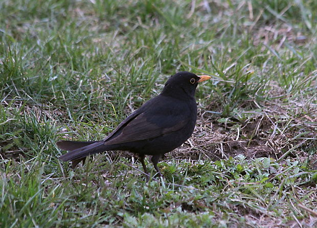 drozd čierny Turdus merula