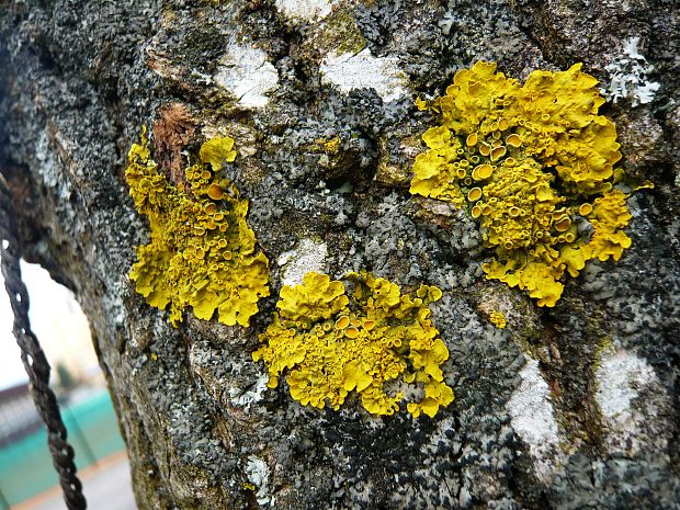 diskovník múrový Xanthoria parietina var. parietina