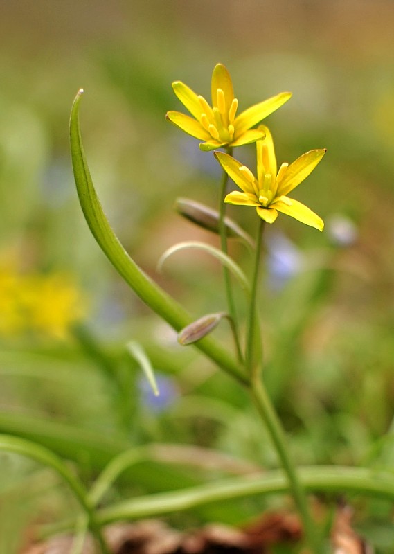 krivec Gagea sp.