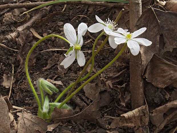 pečeňovník trojlaločný Hepatica nobilis Schreb.