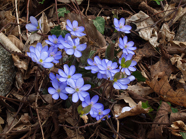 pečeňovník trojlaločný Hepatica nobilis Schreb.