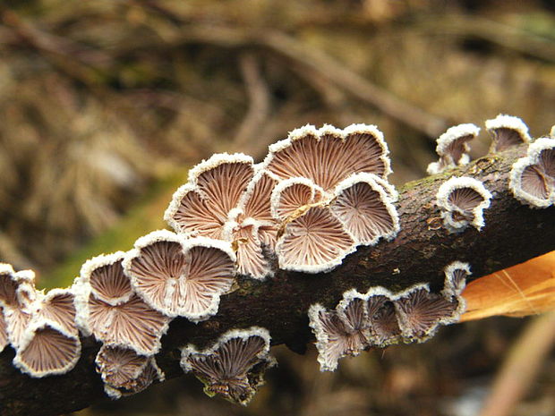 klanolupeňovka obyčajná Schizophyllum commune Fr.