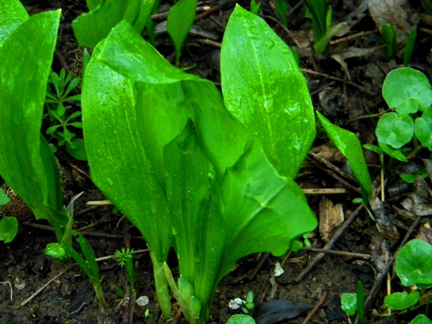 cesnak medvedí Allium ursinum L.