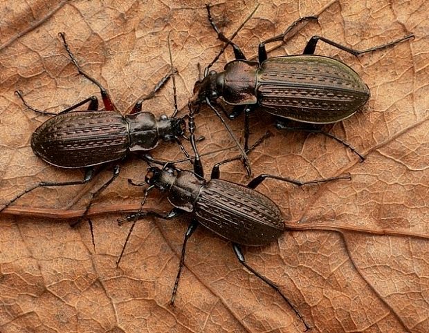 bystruška zrnitá Carabus granulatus Linnaeus, 1758