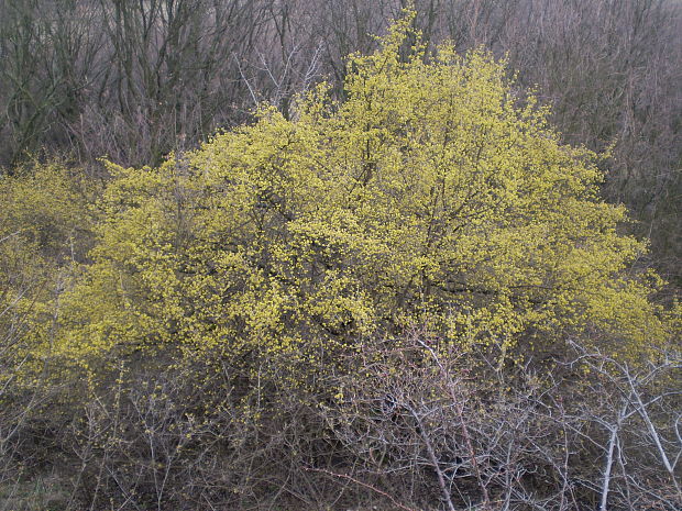 drieň obyčajný Cornus mas L.