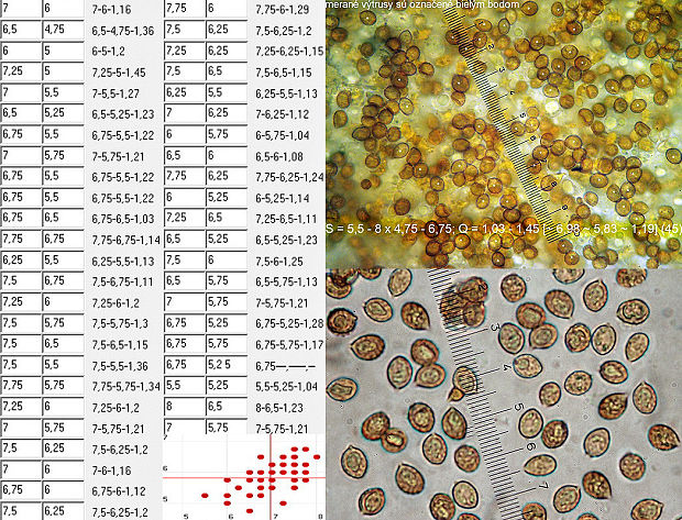 pavučinovec zlatomycéliový Cortinarius aureomyceliosus Bidaud