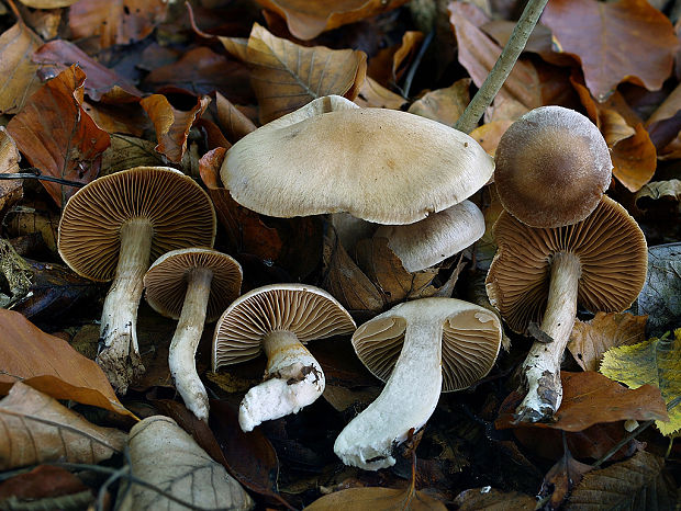 pavučinovec izabelový Cortinarius triformis var. isabellae (R.Henry) Bidaud & Reumaux