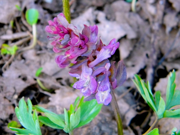 chochlačka plná Corydalis solida (L.) Clairv.