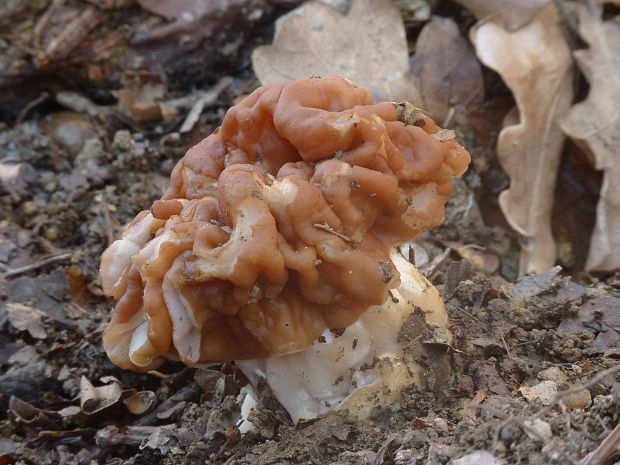 ušiak obrovský Gyromitra gigas (Krombh.) Cooke