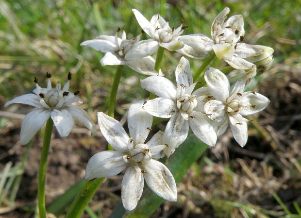 scila viedenská - albín Scilla vindobonensis Speta