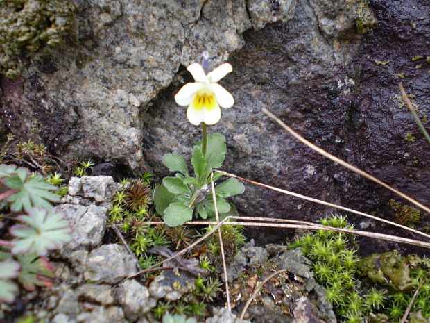 fialka kitaibelova Viola kitaibeliana Schult.