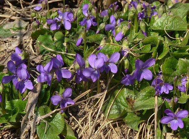 fialka voňavá Viola odorata L.