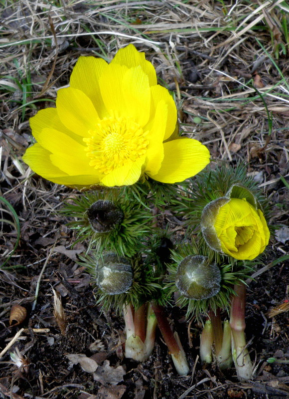 hlaváčik jarný Adonis vernalis L.