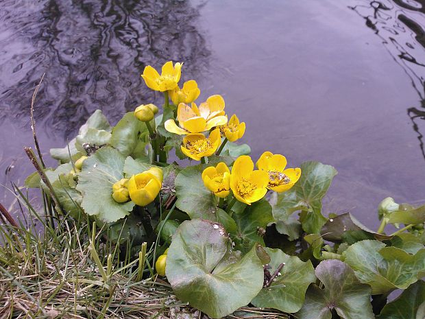 záružlie močiarne Caltha palustris L.