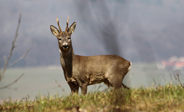 srnec lesný Capreolus capreolus