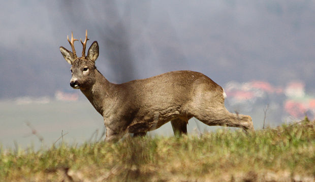 srnec lesný Capreolus capreolus