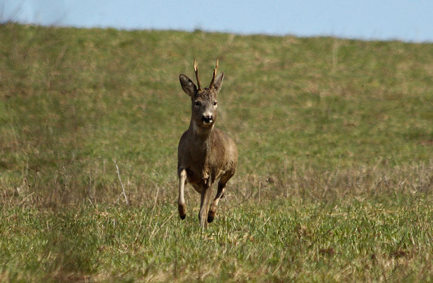 srnec lesný Capreolus capreolus