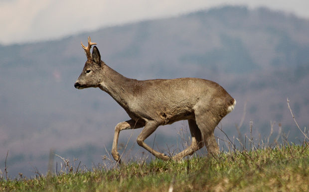 srnec lesný Capreolus capreolus