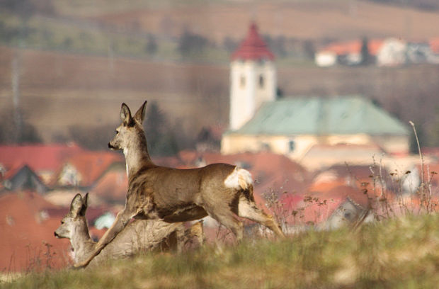 srna lesná Capreolus capreolus