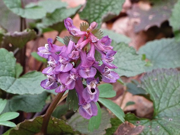 chochlačka plná Corydalis solida (L.) Clairv.