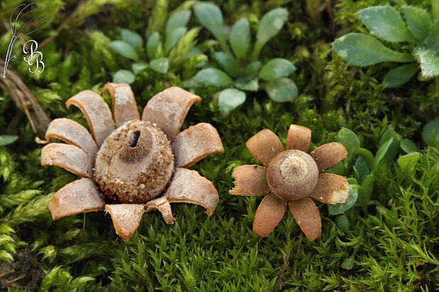 hviezdovka maďarská Geastrum hungaricum Hollós