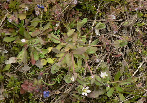 burinka okolíkatá - plevel okoličnatý Holosteum umbellatum L.