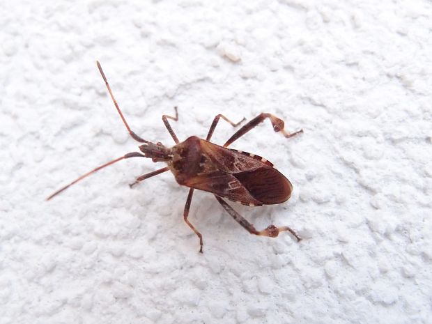 obrúbnica americká Leptoglossus occidentalis