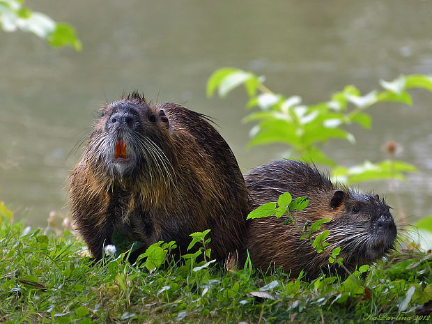 nutrie říční  Myocastor coypus