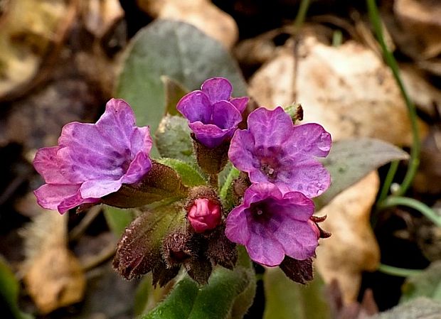 pľúcnik tmavý Pulmonaria obscura Dumort.