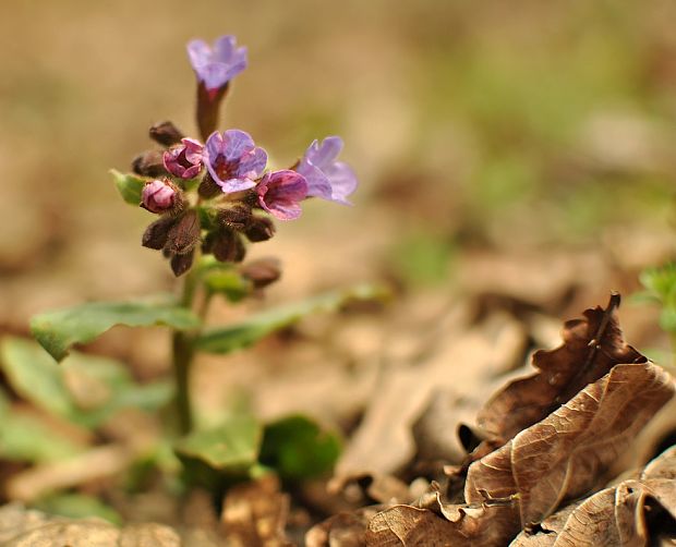 pľúcnik Pulmonaria sp.